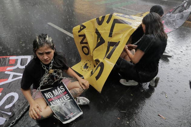 Activists Demand An End To Bullfighting In Mexico City Members of a group in favor of animals demonstrate chained in the rain in front of the facilities of GNP Seguros (partner and sponsor of Plaza MÃ xico) on Avenida de los Insurgentes in Mexico City, to demand an end to bullfights. bulls in Mexico. Mexico City Mexico City Mexico  Copyright: xGerardoxVieyrax originalFilename: vieyra-notitle220617_npTzL.jpg