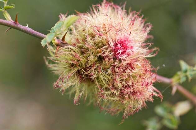 IMAGO Nature: Unsere Erde: Pflanzenwelt: Hässliche Pflanzen Rhodites rosae, Gemeine Rosengallwespe, Gemeine Rosengallwespen (Diplolepis rosae), Gallwespe, Gallwespen, Andere Tiere, Insekten, Tiere, Robin s Pincushion gall, on rose stem, Dorset, England, september *** Rhodochiton Rhodians pink, Common rose gall wasp, Common Rosengallwespen Diplolepis Rosae , gall wasp, gall wasps, other Animals, Insects, Animals, Robin S pincushion gall, ON Rose star, dorset, England, September Copyright: imageBROKER/FLPAx/xNicholasxandxSherryxLuxAldridge iblhoj05600121.jpg