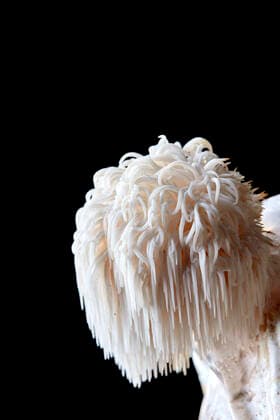 Close up of Lion s Mane edible fungus, Hericium erinaceus on a black background Bristol,United Kingdom,Close up of Lion s Mane edible fungus, Hericium erinaceus on a black background  Close up of Lion s Mane edible fungus, Hericium erinaceus on a black background