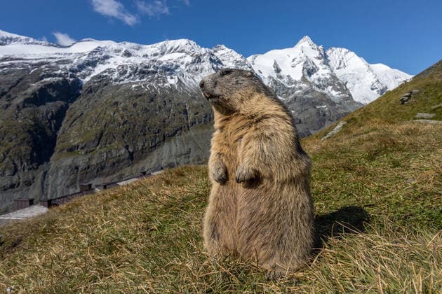 Alpenmurmeltier, Alpen-Murmeltier (Marmota marmota), steht auf den Hinterbeinen, Grossglockner im Hintergrund, Oesterreich, Kaernten, Hohe Tauern Nationalpark alpine marmot (Marmota marmota), standing on its hind legs, Grossglockner in the background, Austria, Carinthia, Hohe Tauern National Park BLWS668598 *** alpine marmot, Alps Marmot Marmota Marmota , is at the hind legs, Grossglockner at Background, Austria, Carinthia, high Tauern National Park Alpine Marmot Marmota Marmota , standing ON its Hind legs Grossglockner in The background Austria, carinthia, high Tauern National Park BLWS668598 Copyright: xblickwinkel McPHOTO R.xMuellerx