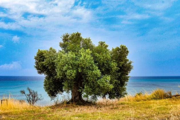 Olivenbaum am Meer, Chalkidiki, Griechenland . Foto: Rothermel *** Olive tree by the sea, Chalkidiki, Greece Photo Rothermel
