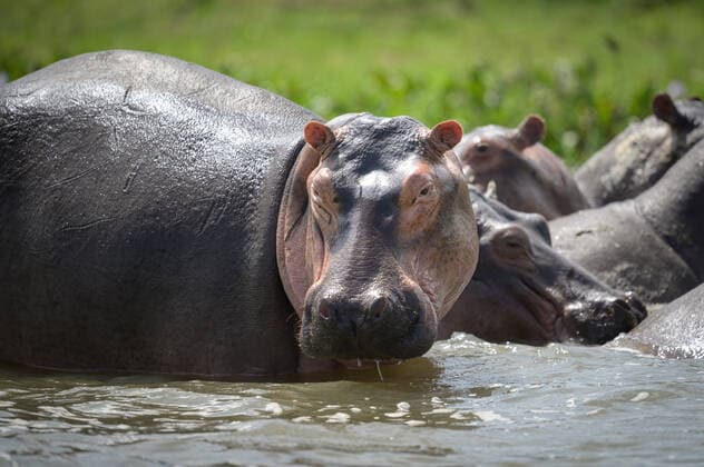 Unsere Erde: Natur, Tiere, Artenschutz, Seltene Tierarten A group of Hippos in the water, Murchison Falls National Park (Uganda), sunny morning in May Uganda