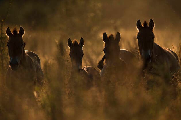 Przewalski s horses (Equus ferus przewalskii) herd, Chernobyl Exclusion Zone, Ukraine September  1565060 LukexMassey
