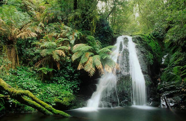 IMAGO Nature: Unsere Erde, Umweltverträgliche Herausforderungen des 21. Jahrhunderts, Regenwald Five day Creek waterfalls, New England National Park, Gondwana Rainforest UNESCO Natural World Heritage Site, New South Wales, Australia.  1575993 JirixLochman