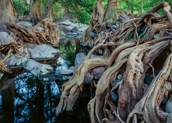 IMAGO Nature: Unsere Erde, Pflanzen, Seltene Pflanzen Deciduous forest with Sabinos (Taxodium mucrunatum) with tangled roots, bank of the Rio Cuchujaqui Sierra Alamos, Mexico.  1578273 JackxDykinga