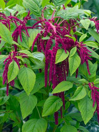 IMAGO Nature: Unsere Erde, Klimawandel, Ernährung, Pflanzen der Zukunft, Amaranth Love-lies-bleeding (Amaranthus caudatus) in flower in garden. England, UK.  1581734 ErniexxJanes