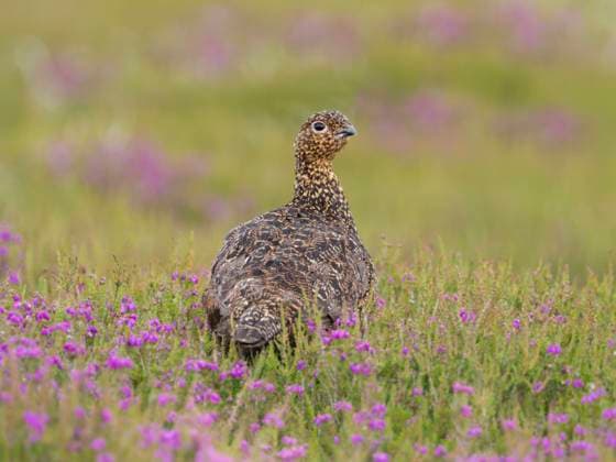 Red grouse (Lagopus lagopus scotica) North York Moors National Park, Yorkshire, England, UK, June.  1581995 GaryxKxSmithxNew