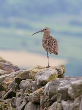 Curlew (Numenius arquata) North York Moors National Park, Yorkshire, England, UK.  1581996 GaryxKxSmithxNew