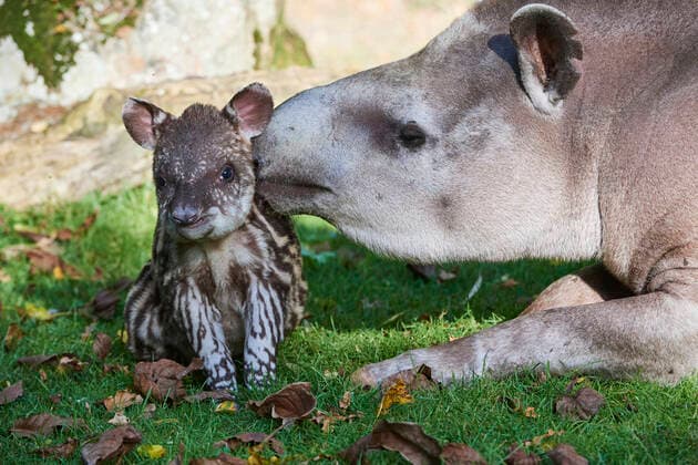 IMAGO Nature: Unsere Erde: Tierwelt: Hässliche Tiere Brazilian tapir (Tapirus terrestris) mother with baby age 2 weeks, captive, Beauval Zoo, France  1582140 EricxBaccega