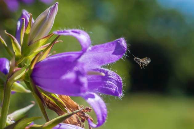 Harebell carpenter bee (Chelostoma campanularum) at 4-5mm long one of Britain s smallest bees, visiting Giant harebell (Campanula latifolia) Pentwyn farm SSSI, Gwent Wildlife Trust, Reserve, Monmouthshire, Wales, UK, July.  1585392 PhilxSavoie