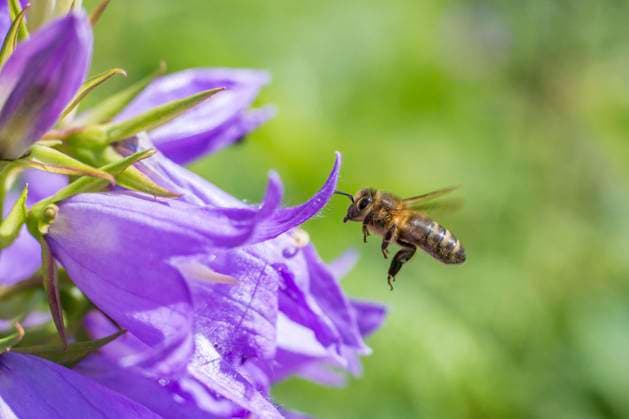 European honey bee (Apis mellifera) flying to Giant harebell (Campanula latifolia) flower, Pentwyn farm SSSI, Gwent Wildlife Trust, Reserve, Monmouthshire, Wales, UK, July.  1585430 PhilxSavoie