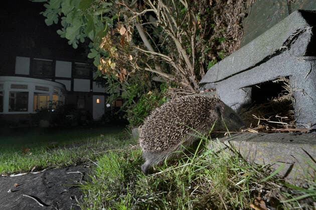 IMAGO Creative: Jahreszeit Herbst, Igel beziehen Winterquartier Hedgehog (Erinaceus europaeus) heading for a hedgehog house at night in a suburban garden, Chippenham, Wiltshire, UK, August. Taken with a remote camera trap. Property released.  1586668 NickxUpton