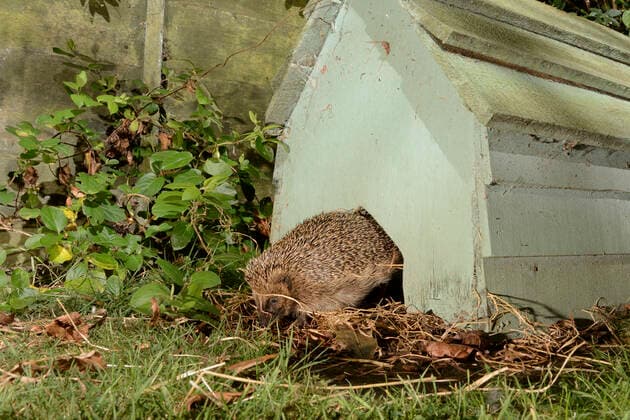 IMAGO Creative: Jahreszeit Herbst, Igel beziehen Winterquartier Hedgehog (Erinaceus europaeus) emerging from a hedgehog house at night in a suburban garden, Chippenham, Wiltshire, UK, September. Taken with a remote camera trap.  1588604 NickxUpton