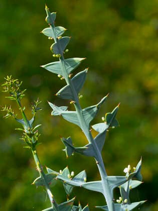 IMAGO Nature: Unsere Erde: Pflanzenwelt: Hässliche Pflanzen Anchor plant (Colletia paradoxa) native to Uruguay and South Brazil  1588897 ErniexxJanes