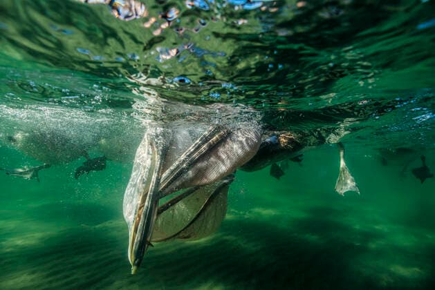 Brown pelican (Pelecanus occidentalis) feeding underwater, Eastern Pacific Ocean, Bahia Magdalena, Baja California, Mexico  1590454 DocxWhite