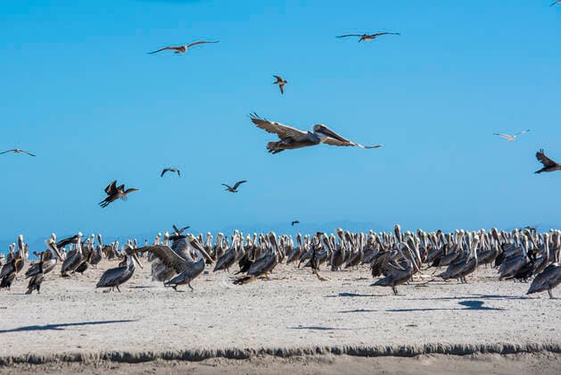 Brown pelican (Pelecanus occidentalis) group on the shore, Eastern Pacific Ocean, Bahia Magdalena, Baja California, Mexico  1590471 DocxWhite
