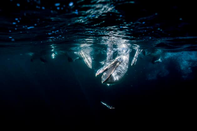 Brown pelican (Pelecanus occidentalis) feeding underwater, Eastern Pacific Ocean, Bahia Magdalena, Baja California, Mexico  1590472 DocxWhite