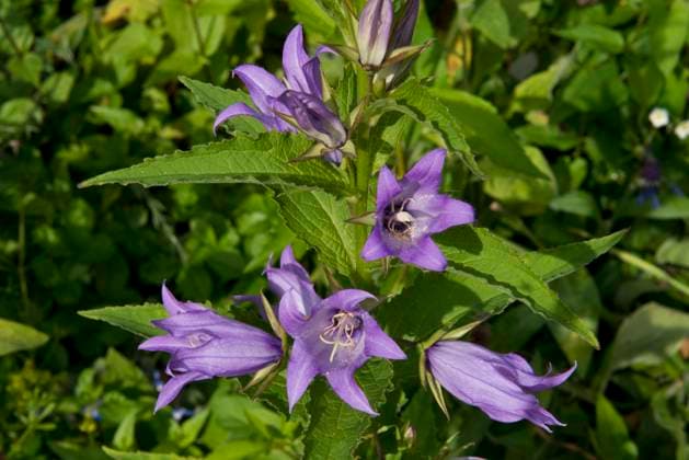 Giant Bellflower(Campanula latifolia), woodland edge, Herefordshire Plateau, England, UK, July.  1590962 WillxWatson