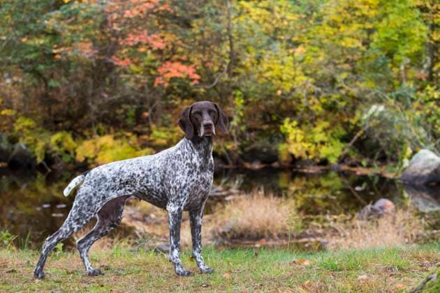 German Shorthair Pointer by brook in autumn, East Haddam, Connecticut, USA.  1594345 LynnxM.xStone