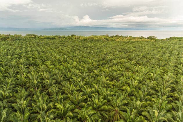 IMAGO Nature: Unsere Erde, Umweltverträgliche Herausforderungen des 21. Jahrhunderts, Palmöl Aerial view of Palm oil (Elaeis sp) plantations along the Pacific coast of Costa Rica, May 2017.  1594827 NickxHawkins