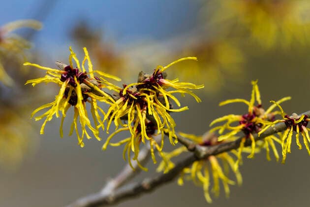 IMAGO Nature: Unsere Erde: Pflanzenwelt: Hässliche Pflanzen Witch-hazel (Hamamelis sp) flowers in garden, blooming, Bavaria, Germany, March.  1599968 KonradxxWothe