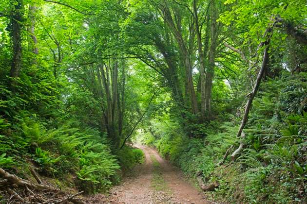 Sunken pathway or hollow way, Devon, England, UK, June.  1600572 MatthewxMaran
