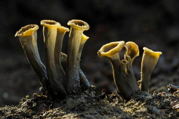 Natur, Pilze, Totentrompete oder Herbsttrompete - Craterellus cornucopioides IMAGO Nature: Unsere Erde: Pflanzenwelt: Hässliche Pflanzen Horn of plenty (Craterellus cornucopioides), New Forest National Park, Hampshire, England, UK. October.  1600787 GuyxEdwardes