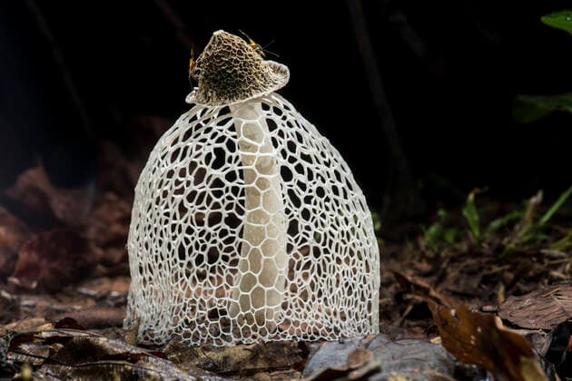 IMAGO Nature: Unsere Erde: Pflanzenwelt: Hässliche Pflanzen Maiden s veil Bridal veil fungus (Phallus indusiatus) with indusium fully formed, on rainforest floor. Heath River, Tambopata Bahuaja-Sonene Reserves, Amazonia, Peru Bolivia border.  1608635 NickxGarbutt