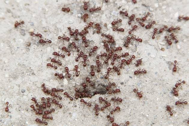  Feuerameise, Diebsameise, Feuerameisen, Diebsameisen, Andere Tiere, Insekten, Tiere, Ameisen, Southern Fire Ant (Solenopsis xyloni) adults, swarm at nesthole entrance, Sabal Palm Sanctuary, Texas (U.) S. A. april *** fire ant, thief ant, fire ants, thief ants, other Animals, Insects, Animals, ants, Southern Fire Ant Solenopsis xyloni adults, swarm AT nesthole entrance Sabal Palm sanctuaries, Texas U S a April Copyright: imageBROKER/FLPAx/xBillxCoster iblhoj05597269.jpg