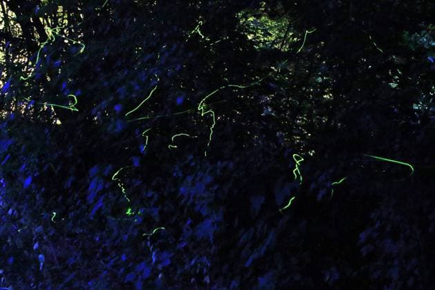 IMAGO Nature: Unsere Erde, Lichtverschmutzung in den Nächten bedroht Glühwürmchen-Populationen Licht der Leuchtkäfer BEARBEITET: Leuchtspuren von einem Leuchtkäfer, Johanniskäfer und auch Glühwürmchen genannt, in der dunklen Nacht. *** Light of fireflies EDITED traces of light from a firefly, St. Johns beetle and also called firefly, in the dark night.