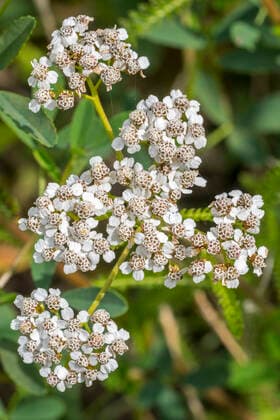 Creative Highlights World Common yarrow (Achillea millefolium) in flower in summer Arterrax xPhilippexClÃment 1012_39_210620p192