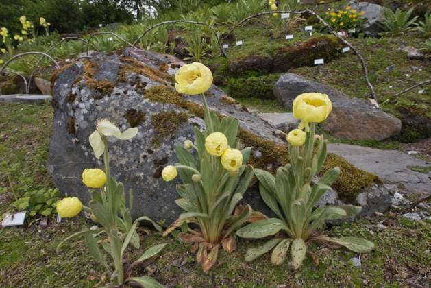 Scheinmohn (Meconopsis integrifolia), Arktisch-alpiner Botanischer Garten Tromso, Norwegen, Europa *** Mock poppy Meconopsis integrifolia , Arctic Alpine Botanist Garden Tromso, Norway, Europe Copyright: imageBROKER ErhardxNerger ibxenh08334620.jpg