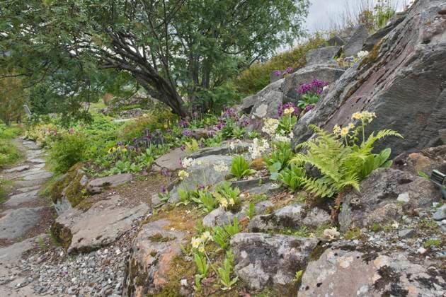 Arktisch-alpiner Botanischer Garten Tromso, Norwegen, Primelblüte (Primula), Europa *** Arctic Alpine Botanist Garden Tromso, Norway, Primelblüte Primula , Europe Copyright: imageBROKER ErhardxNerger ibxenh08334623.jpg