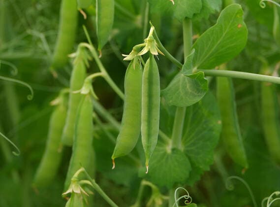 IMAGO Nature: Unsere Erde, Klimawandel, Ernährung, Pflanzen der Zukunft, Futtererbse Futtererbsen auf einem Feld in Northeim in Niedersachsen in Deutschland Futtererbsen auf einem Freilandfeld in Niedersachsen. *** Forage peas on a field in Northeim in Lower Saxony in Germany Forage peas on an open field in Lower Saxony