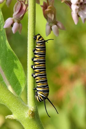 Creative Highlights World Monarch Butterfly Caterpillar Monarch butterfly caterpillar (Danaus plexippus) on a milkweed plant (Asclepias syriaca) in Markham, Ontario, Canada, on June 26, 2022. Markham Ontario Canada  Copyright: xCreativexTouchxImagingxLtdx originalFilename: friedman-monarchb220626_npPQO.jpg