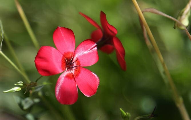 Creative Highlights World Pflanzen 28.06.2022, Ostramondra, filigrane Gartenblume mit roten Blueten *** Plants 28 06 2022, ostramondra, filigree garden flower with red flowers