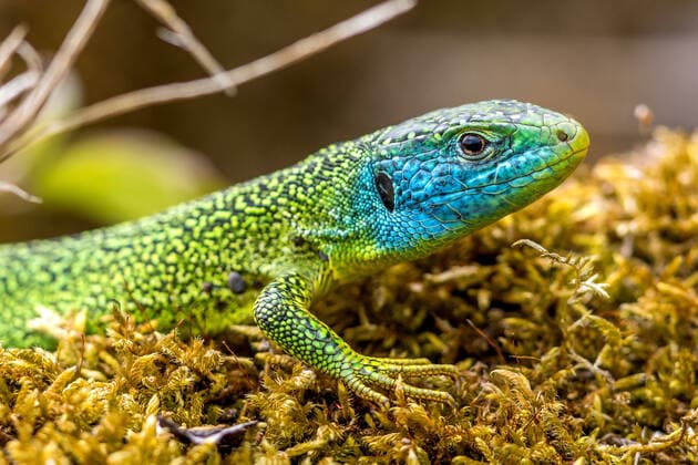 Creative Highlights World Smaragdeidechse, Westliche Smaragdeidechse (Lacerta bilineata, Lacerta viridis bilineata), Maennchen auf Moos, Seitenansicht, Deutschland, Baden-Wuerttemberg Western Green Lizard, European Green Lizard (Lacerta bilineata, Lacerta viridis bilineata), male on moss, side view, Germany, Baden-Wuerttemberg BLWS669028 *** green lizard, Western Smaragdeidechse Lacerta bilineata, Lacerta viridis bilineata , Men at Moss, side view, Germany, Bathing Wuerttemberg Western Green lizard European Green Lizard Lacerta bilineata, Lacerta viridis bilineata , Male ON moss Side view, Germany, Bathing Wuerttemberg BLWS669028 Copyright: xblickwinkel McPHOTO R.xMuellerx