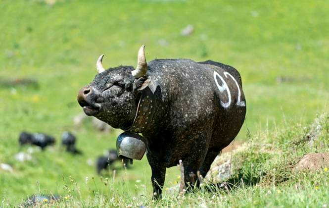 IMAGO Creative, Biodynamische Landwirtschaft Brüllende Eringer Kampfkuh an einem Kuhkampf, Alp Odonne, Ovronnaz, Wallis, Schweiz *** Roaring Eringer fighting cow, Herens, also Eringer, cattle breed, at a cow fight, Alp Odonne, Ovronnaz, Valais, Switzerland *** Roaring Eringer fighting cow at a cow fight, Alp Odonne, Ovronnaz, Valais, Switzerland Roaring Eringer fighting cow, Herens, also Eringer, cattle breed, at a cow fight, Alp Odonne, Ovronnaz, Valais, Switzerland