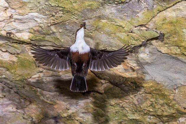 Creative Highlights World Wasseramsel, Wasser-Amsel (Cinclus cinclus), im Flug mit gesammelten Insekten im Schnaben, Ansicht von unten, Deutschland, Baden-Wuerttemberg dipper (Cinclus cinclus), in flight with collected insects in its beak, view from below, Germany, Baden-Wuerttemberg BLWS669003 *** dipper, Water Amsel Cinclus Cinclus , at Flight with collected Insects at beaks, View from below, Germany, Bathing Wuerttemberg Dipper Cinclus Cinclus , in Flight With collected insects in its beak View from below, Germany, Bathing Wuerttemberg BLWS669003 Copyright: xblickwinkel McPHOTO R.xMuellerx