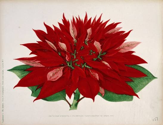 A double flowered poinsettia (Euphorbia pulcherrima): flowering stem. Chromolithograph, c. 1876. Copyright: xpiemagsx