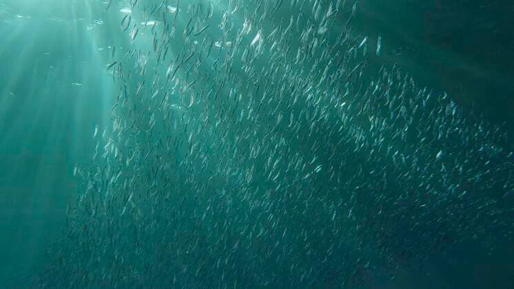 IMAGO Creative, Unsere Erde, Umweltverträgliche Herausforderungen des 21. Jahrhunderts, Überfischung Ein großer Schwarm kleiner Fische schwimmt unter der Wasseroberfläche in den Sonnenstrahlen der Morgendämmerung. Rotes Meer, Ägypten, Afrika *** a Big Swarm Kleiner Fish swims at the Water surface in the Sunbeams the Dawn Red Sea, Egypt, Africa Copyright: imageBROKER/AndreyxNekrasov ibxaaa08341302.jpg