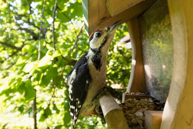 woodpecker on bird feeder close-up of great spotted woodpecker on bird feeder station. Blurred natural background Copyright: xx