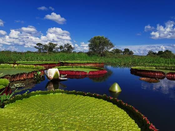 **RAW VIDEO AVAILABLE: CONTACT INFO@COVERMG.COM** Researchers at London?s Royal Botanical Gardens, Kew have discovered the largest waterlily in the world. The new botanical discovery in the genus Victoria, the famous giant waterlily genus named after Britain?s Queen Victoria in 1852. Until now, there have only been two known species of giant waterlily, the new species makes it three. Specimens of the new species, Victoria boliviana, have been sitting in Kew?s Herbarium for 177 years and in the National Herbarium of Bolivia for 34 years. During this time, it was commonly believed to be Victoria amazonica. However, after years of investigation, a team headed by Kew?s scientific and botanical research horticulturist Carlos Magdalena, Copyright: xx 51752334 EDITORIAL USE ONLY. NOT FOR USE BY NEWSPAPERS BASED IN THE UK.