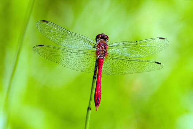 Creative Highlights World Blutrote Heidelibelle (Sympetrum sanguineum), Maennchen, Deutschland Ruddy sympetrum, Ruddy darter (Sympetrum sanguineum), male, Germany BLWS669480 *** Blood Red Common Darter Sympetrum sanguineum , Male, Germany Ruddy sympetrum Ruddy Darter Sympetrum sanguineum , times, Germany BLWS669480 Copyright: xblickwinkel A.xTreptex