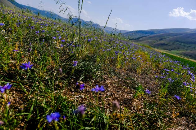IMAGO Nature: Unsere Erde, Klimawandel, Ernährung, Pflanzen der Zukunft, Linse Italy: Flowering 2022 castelluccio di norcia the high temperatures conditioned the flowering of the lentil plants in the plain of castelluccio di norcia, which usually reach the peak of flowering in the first week of July, and created authentic color palettes in the entire valley. ABPH5600 Copyright: xAntonioxBalascox