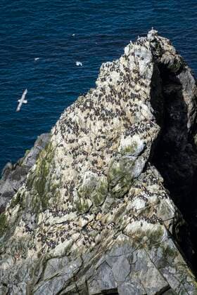 Creative Highlights World Felsen mit einer Kolonie Trottellummen (Uria aalge), Sumburgh Head Nature Reserve, Shetland Inseln, Schottland, Großbritannien, Europa *** Rocks with a Colony Idiots Uria aalge , Sumburgh Head Nature Reserve, Shetland islands, Scotland, Great Britain, Europe Copyright: imageBROKER/MatthiasxGraben ibxdrn08349167.jpg