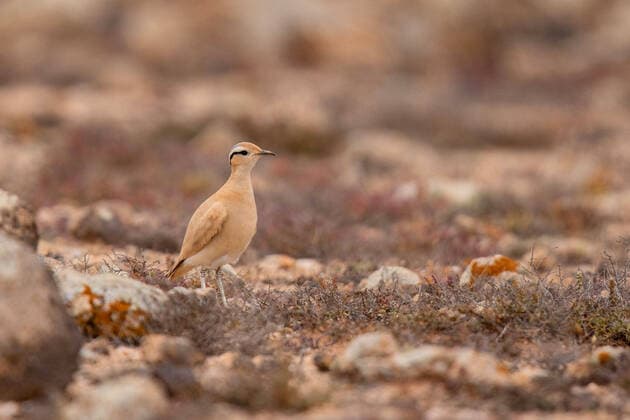 Creative Highlights World Rennvogel (Cursorius cursor), im Lebensraum, Kanaren, Fuerteventura cream-coloured courser (Cursorius cursor), in its habitat, Canary Islands, Fuerteventura BLWS669739 *** Racing bird Cursorius Cursor , at Habitat, canaries, Fuerteventura Cream Coloured courser Cursorius Cursor , in its habitat, Canary islands, Fuerteventura BLWS669739 Copyright: xblickwinkel A.xTreptex