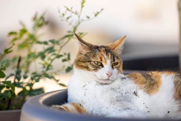  Katze in einem Blumentopf, Unterallgäu, Bayern *** Cat in a Plant pot, Unterallgaeu, Bavaria Copyright: imageBROKER/KonradxKleiner ibxkkl08349271.jpg
