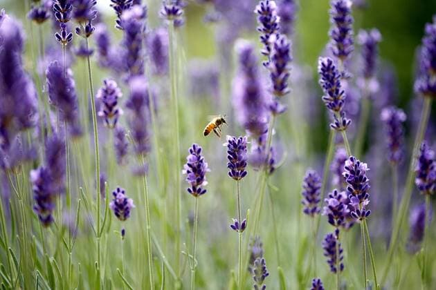 Germany: Bees and bumblebees in lavender Berlin-Steglitz: Bees and bumblebees in lavender Berlin Germany Copyright: SimonexKuhlmey