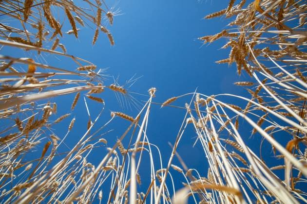 LUGANSK PEOPLE S REPUBLIC â€“ JULY 8, 2022: Ears of wheat are seen in a field in the Novoaidar District. Alexander Reka TASS  TS1396B0